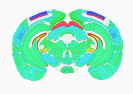 活動のピークとなる時間帯を色分けしたマウスの脳の断面図(上田泰己東大教授提供)