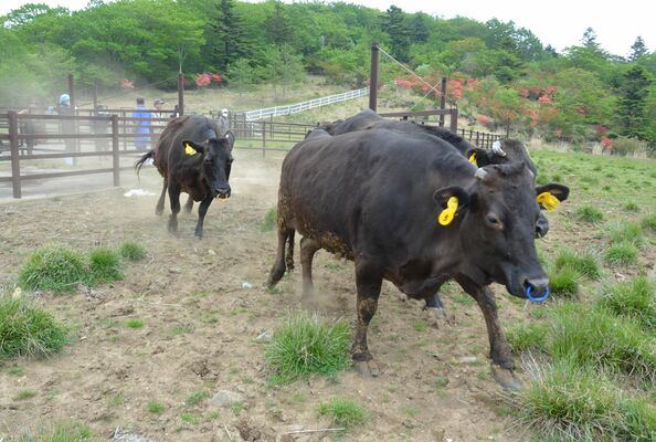 鉄扉が開けられ、牧場を走り出す牛たち