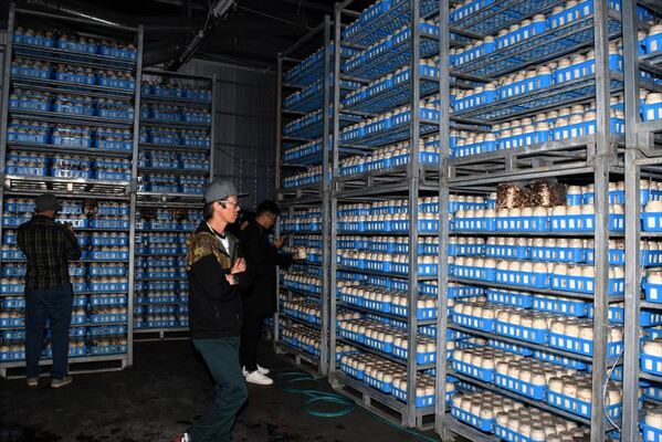 瓶方式菌床シイタケの培養棚を見学する生産者ら＝那珂川町
