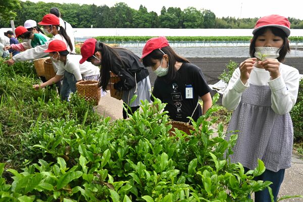 鳥居茶の茶摘みを体験する児童