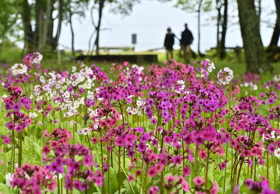 色鮮やかな花を咲かせるクリンソウ＝３日午前11時35分、日光市中宮祠