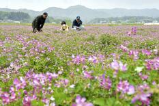 益子でレンゲソウが見頃　のどかな田園に広がる紅紫色の花　道の駅から徒歩…