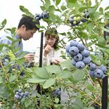 真岡にブルーベリー農園オープン　元保健師の北城さん、経験生かし憩いの場…