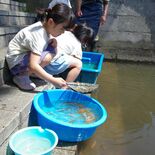 真岡・大前恵比寿神社　健やかな成長願い「神使祭子供祭」　幼魚約300匹…