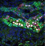 マウスES細胞で精巣