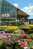 楽しんで”カーネーション”