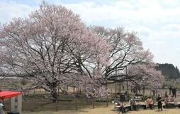 桜５００本咲き誇る