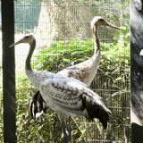 今春誕生、タンチョウヅルの名前募集　雄と雌のきょうだい　宇都宮市八幡山公園が９日まで