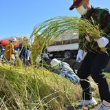 那須烏山で稲刈り体験ツアー　JA全農とちぎ恒例イベント　とちぎ和牛も堪能