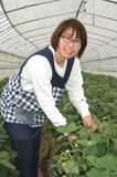 賀川 真由美（かがわ まゆみ）さん 44歳/イチゴ生産者