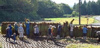 棚田オーナーら稲刈り　那珂川