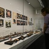 90種類のキノコが勢ぞろい　昭和天皇が那須で発見したキノコの標本も　ふみの森もてぎで９月23日まで