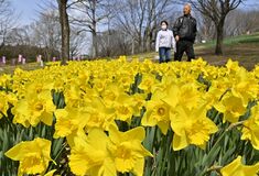 東那須野公園でラッパスイセン開花進む