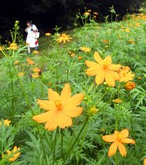 キバナコスモス見頃　宇都宮