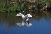 真岡・五行川のハクチョウ
