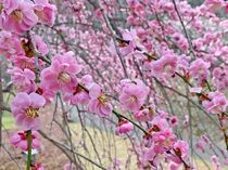 枝垂れ梅が見頃　みかも山公園