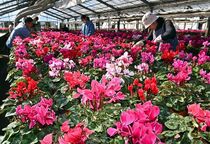 シクラメン出荷始まる