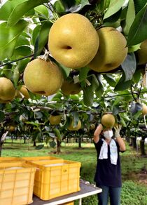 宇都宮で幸水収穫期
