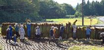 棚田オーナーら稲刈り　那珂川