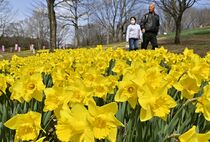 東那須野公園でラッパスイセン開花進む