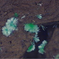 塩谷で採取の鉱物からレアアース　国内初発見、24年前に鉱山跡から　専門家も驚き「あるとは誰も…」