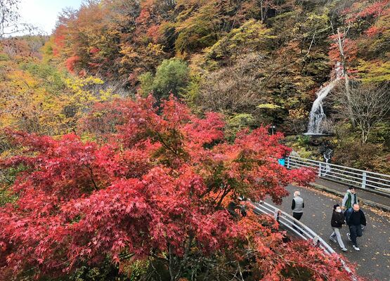 鮮やかに色づく日塩もみじラインの白滝付近の木々＝24日午後０時５分、日光市川治温泉高原