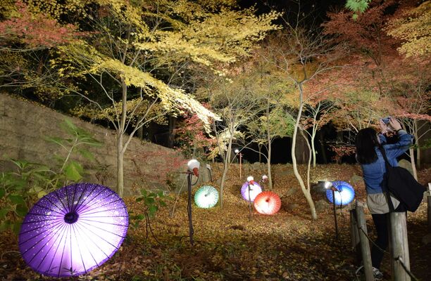 ライトアップされた紅葉と和傘