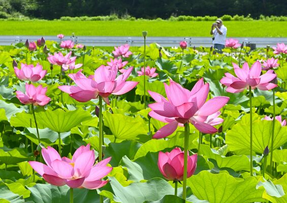 休耕田で見頃を迎えたハス