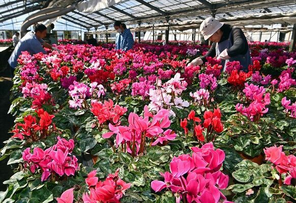 鮮やかに咲き誇る色とりどりのシクラメン＝24日午前10時５分、宇都宮市古田町