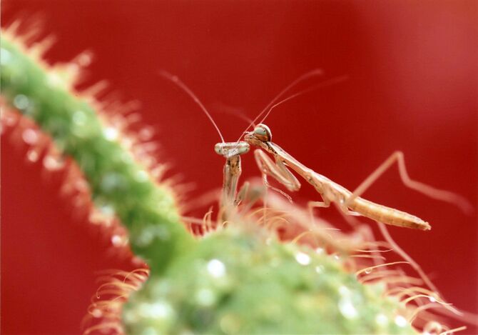 「思春期」増川保紀（宇都宮）