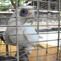栃木市の公園で「オイデ、オイデ」 誰の声? 主はオウム 大切に育てているのは…