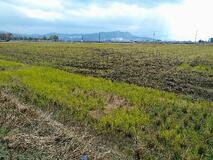 【コメ問題】農地集約、輸出拡大を　政策パッケージ示せ