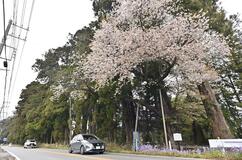 割れ目に芽、まるで１本