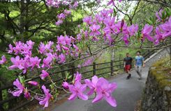 トウゴクミツバツツジが見頃　奥日光