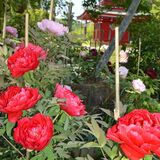 境内彩る大輪の花　長泉寺でボタン満開　那珂川
