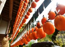 干し柿作り進む　那須