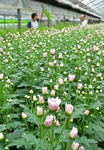 お盆に向け スプレー菊出荷最盛期　塩谷