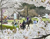 那須塩原・千本松牧場で桜見頃