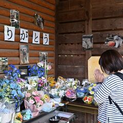 宇都宮動物園で「アース」お別れ会　美男総選挙３連覇のホワイトタイガー　ファン献花
