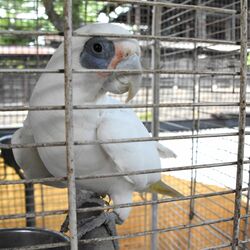 公園で人気のおしゃべりオウム 誰が世話? 愛情込めて住民が毎日 「オイデオイデ」「マタネ」癒やしの存在に