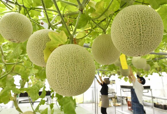 天井にぶら下がるように実った「宙飛ぶメロン」＝16日午前８時40分、那須塩原市関谷