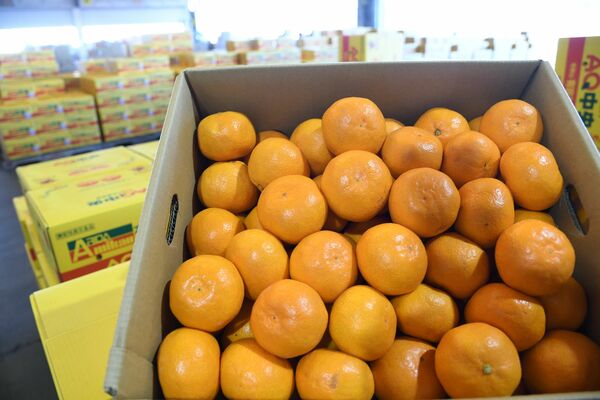 宇都宮市中央卸売市場で取扱量が全国トップクラスの「有田みかん」