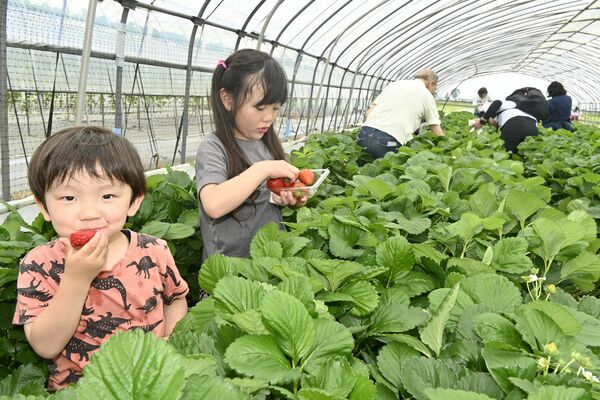 イチゴ狩りを楽しむ参加者