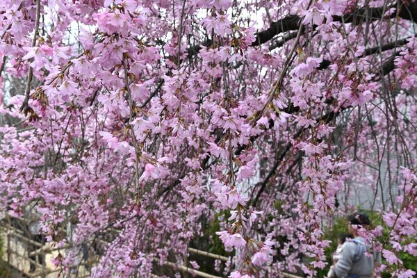 小路から桜を楽しめる「かまがわ桜まつり」