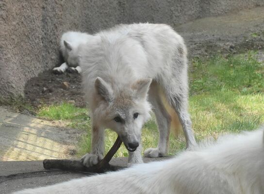木をかじるホッキョクオオカミの「真白」