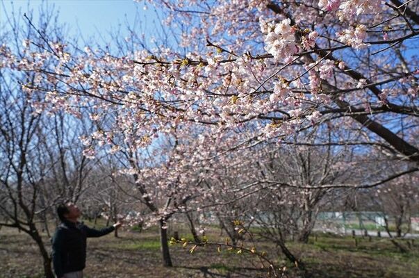 広場で咲き始めた桜