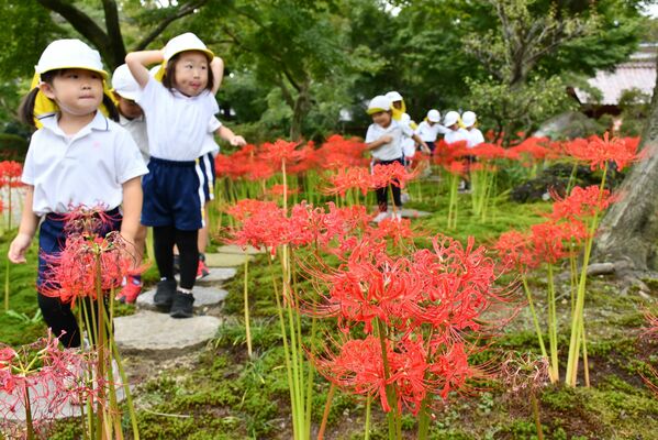 ヒガンバナが咲く境内を散歩する園児