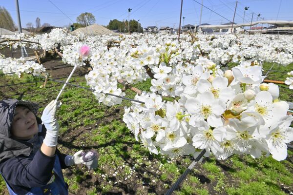 ナシの花が満開の園内で始まった人工授粉作業＝８日午前11時５分、宇都宮市氷室町