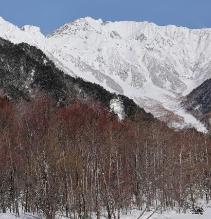 　白銀の世界に紅一点。ケショウヤナギの枝先は冬になると赤みを帯び、目立ちます。これも冬の上高地の風物詩です。春が近づき、新芽が白く出てくるさまも風情があります＝2026年１月26日、上高地・中ノ瀬園地