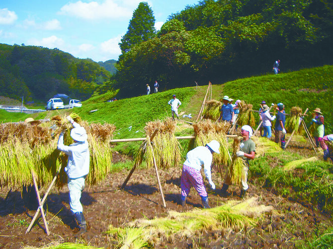昔ながらの天日干し「おだがけ」